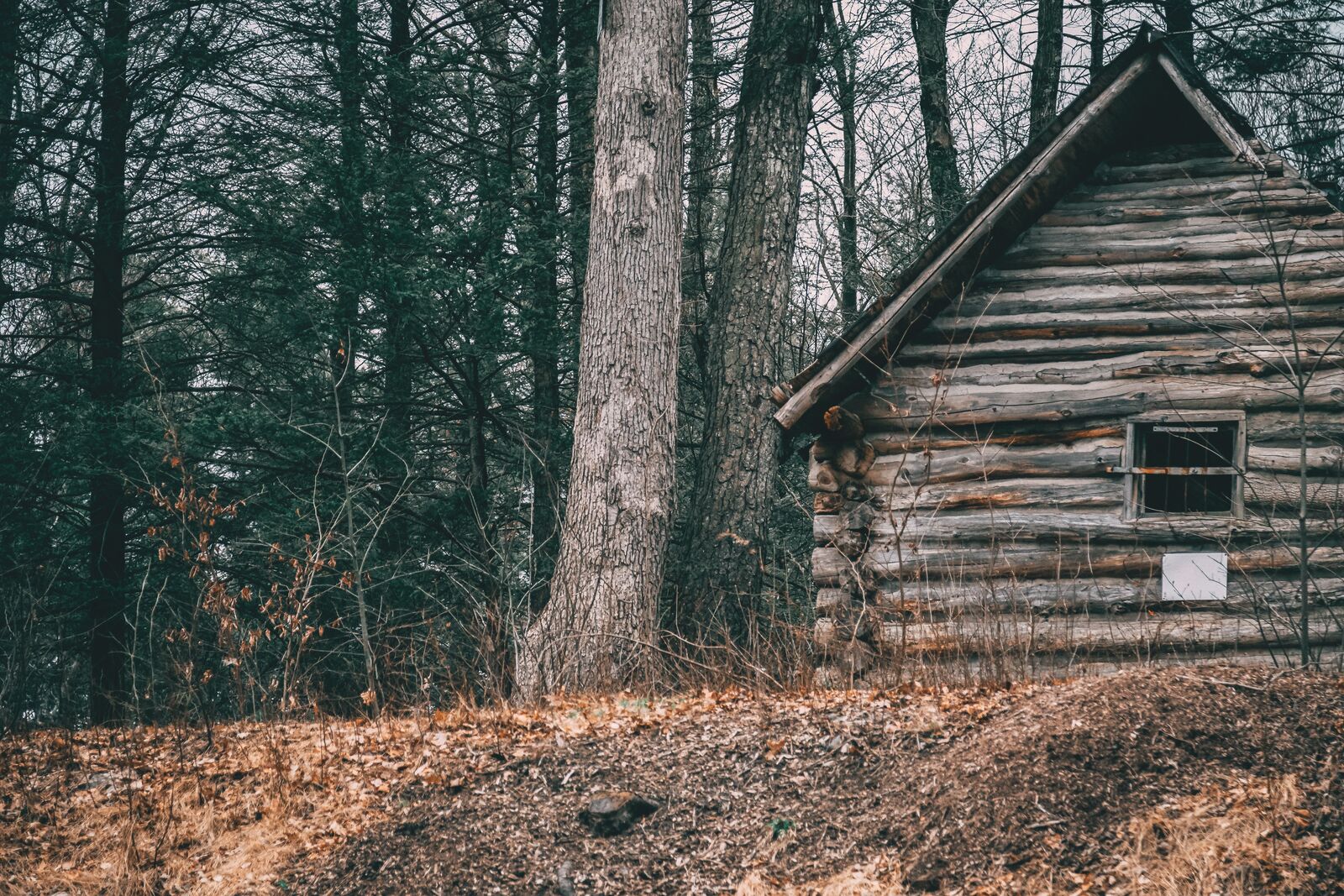 Log cabin among hardwood trees