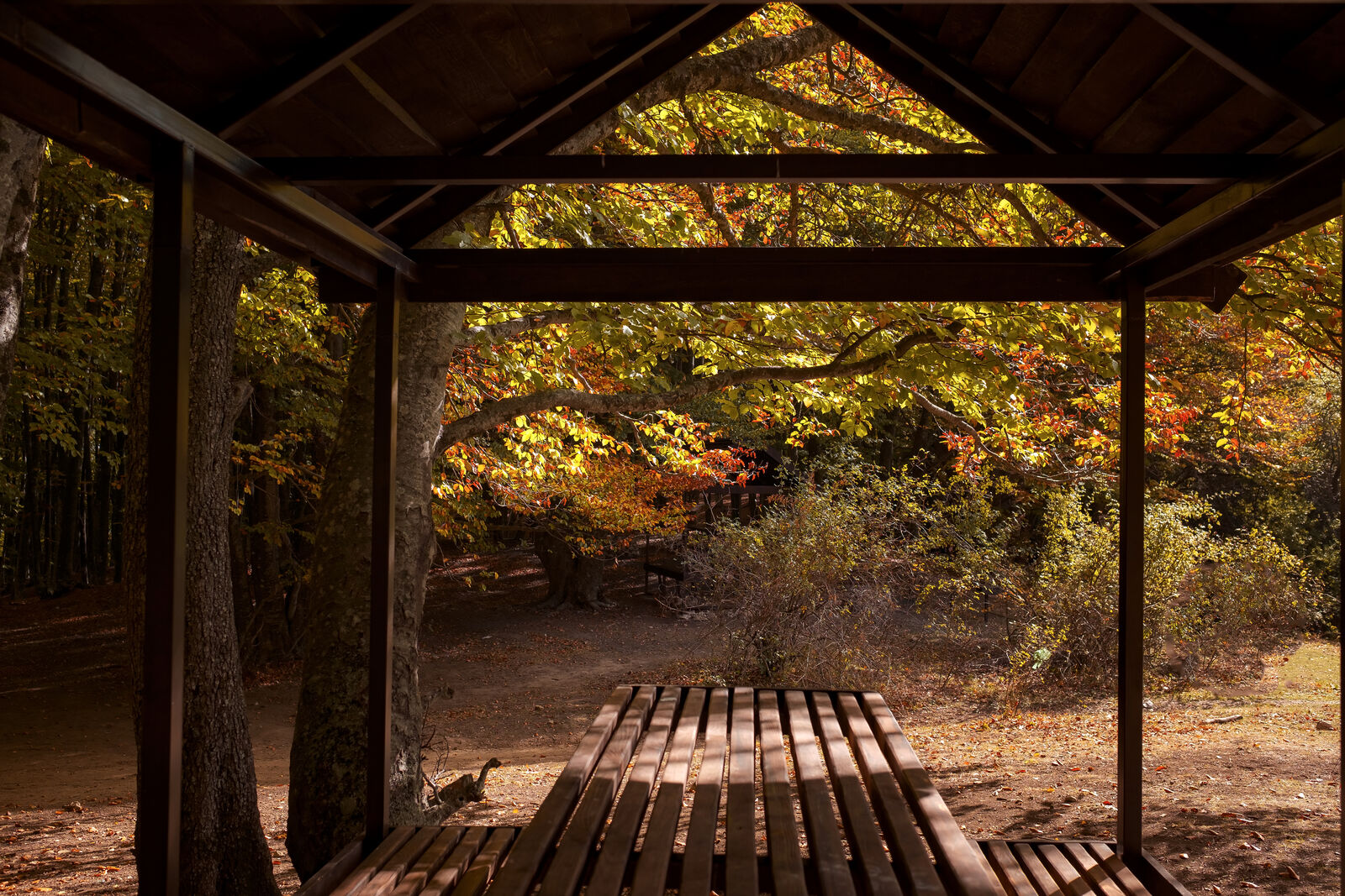 Open timber picnic shelter in a wooded park in fall
